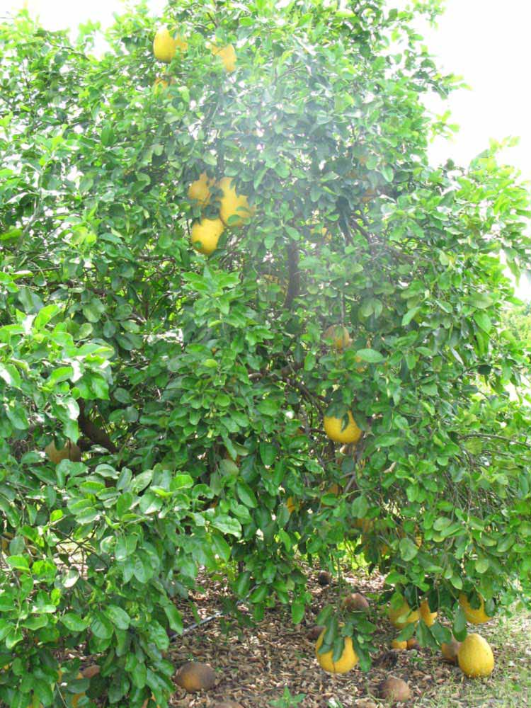            Habit (Winter Haven, FL)   